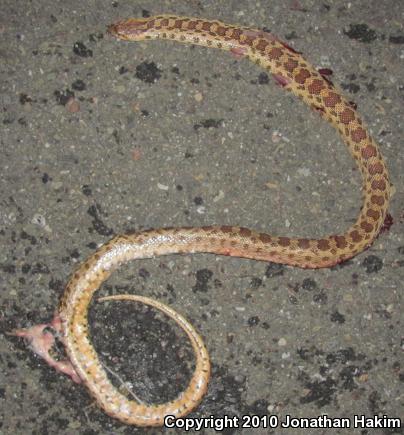 Pacific Gopher Snake (Pituophis catenifer catenifer)