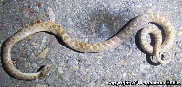 California Nightsnake (Hypsiglena ochrorhyncha nuchalata)