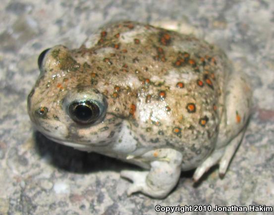 Western Spadefoot (Spea hammondii)