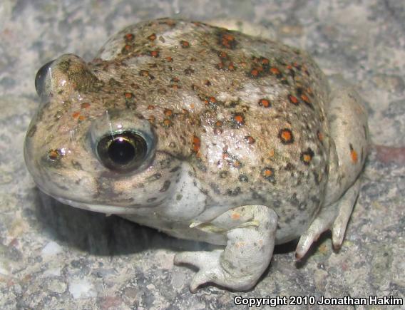 Western Spadefoot (Spea hammondii)