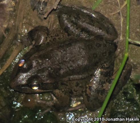 California Red-legged Frog (Rana draytonii)