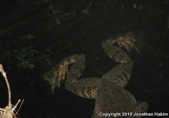 California Red-legged Frog (Rana draytonii)