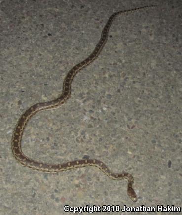 Pacific Gopher Snake (Pituophis catenifer catenifer)