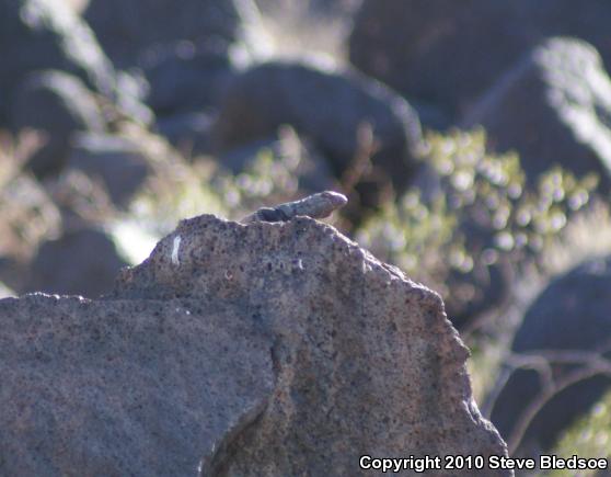 Common Chuckwalla (Sauromalus ater)