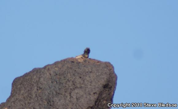 Common Chuckwalla (Sauromalus ater)