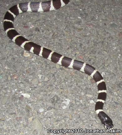 California Kingsnake (Lampropeltis getula californiae)