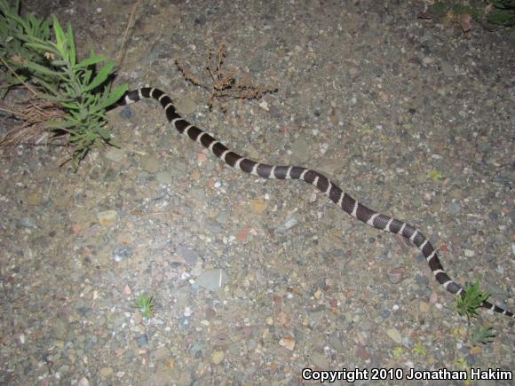 California Kingsnake (Lampropeltis getula californiae)