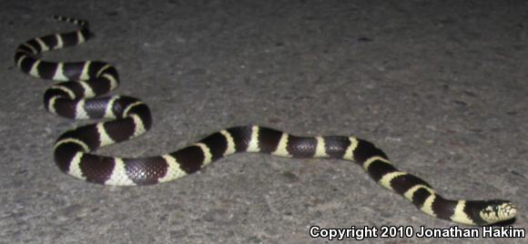 California Kingsnake (Lampropeltis getula californiae)