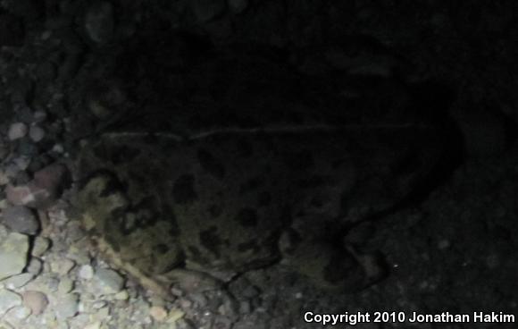 Southern California Toad (Anaxyrus boreas halophilus)