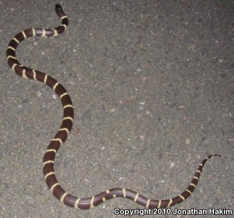 California Kingsnake (Lampropeltis getula californiae)