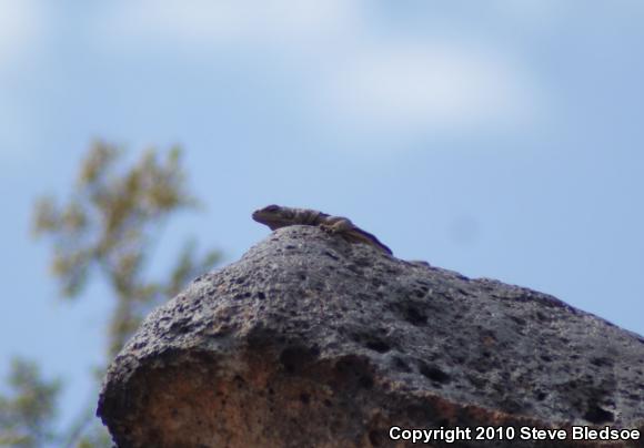 Common Chuckwalla (Sauromalus ater)