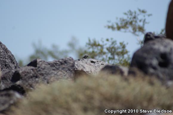 Common Chuckwalla (Sauromalus ater)