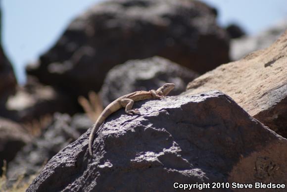 Common Chuckwalla (Sauromalus ater)