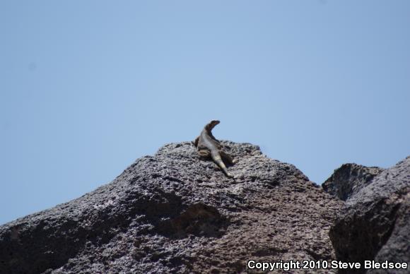 Common Chuckwalla (Sauromalus ater)