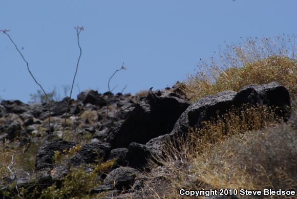 Common Chuckwalla (Sauromalus ater)