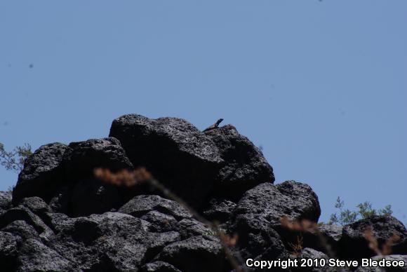 Common Chuckwalla (Sauromalus ater)