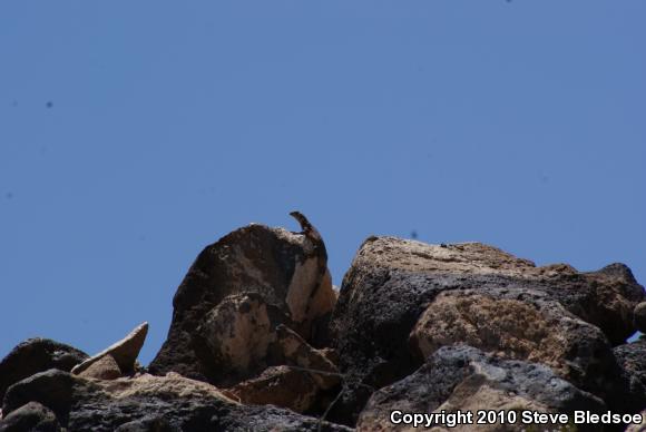 Common Chuckwalla (Sauromalus ater)