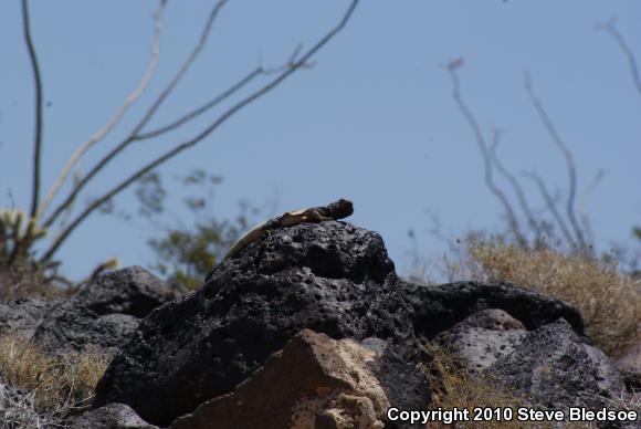 Common Chuckwalla (Sauromalus ater)