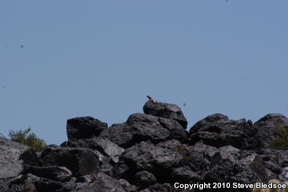 Common Chuckwalla (Sauromalus ater)