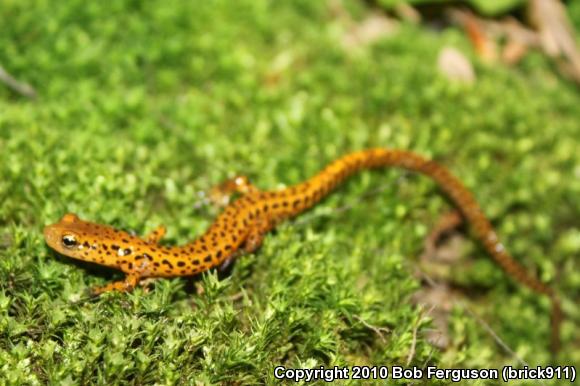 Long-tailed Salamander (Eurycea longicauda longicauda)