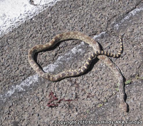 Sonoran Gopher Snake (Pituophis catenifer affinis)