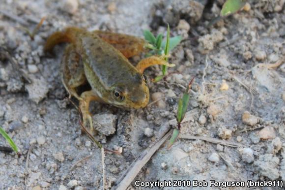 Northern Green Frog (Lithobates clamitans melanota)