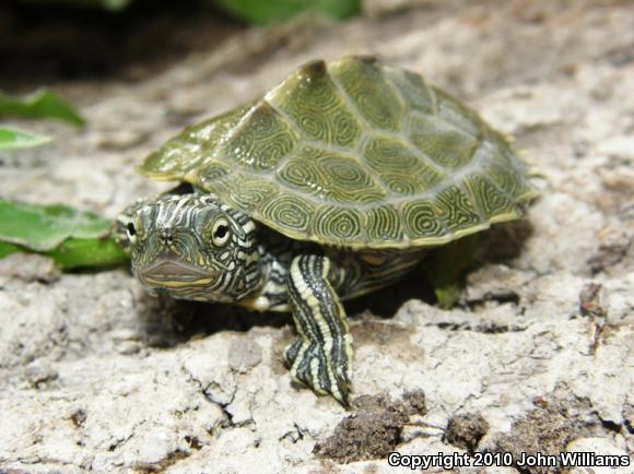 Cagle's Map Turtle (Graptemys caglei)