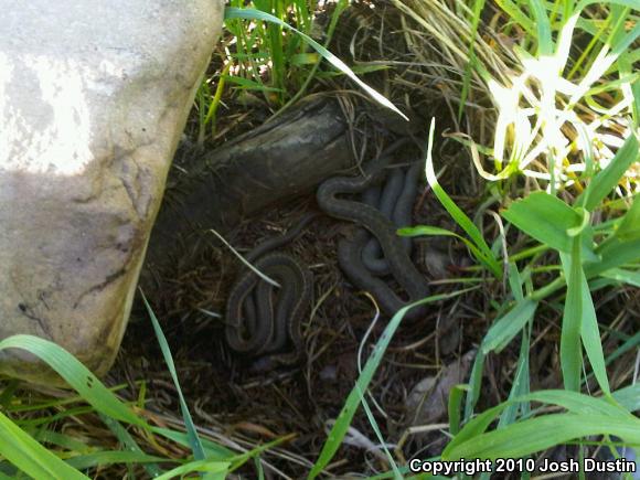 Wandering Gartersnake (Thamnophis elegans vagrans)