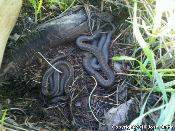 Wandering Gartersnake (Thamnophis elegans vagrans)