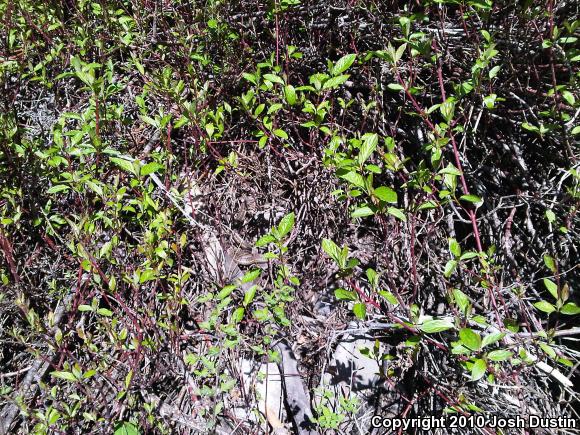 Wandering Gartersnake (Thamnophis elegans vagrans)