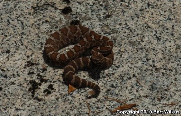 Northern Pacific Rattlesnake (Crotalus oreganus oreganus)