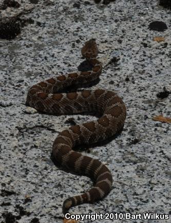 Northern Pacific Rattlesnake (Crotalus oreganus oreganus)