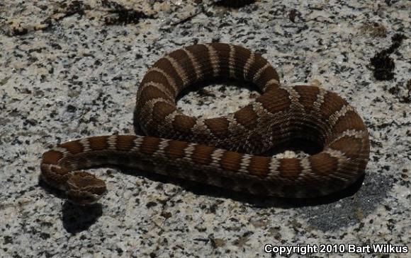 Northern Pacific Rattlesnake (Crotalus oreganus oreganus)