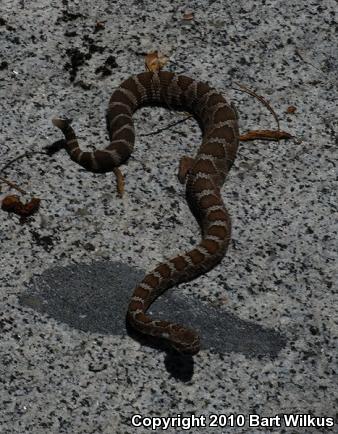 Northern Pacific Rattlesnake (Crotalus oreganus oreganus)