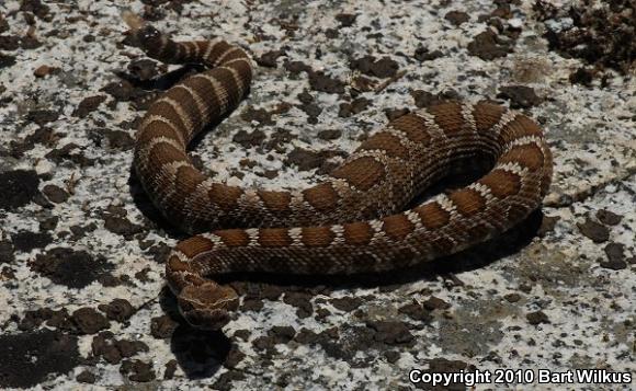 Northern Pacific Rattlesnake (Crotalus oreganus oreganus)