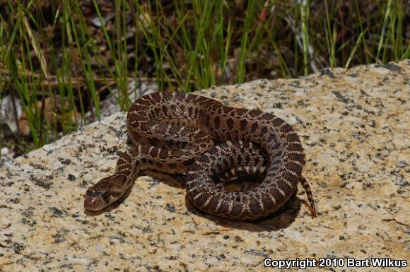 Pacific Gopher Snake (Pituophis catenifer catenifer)