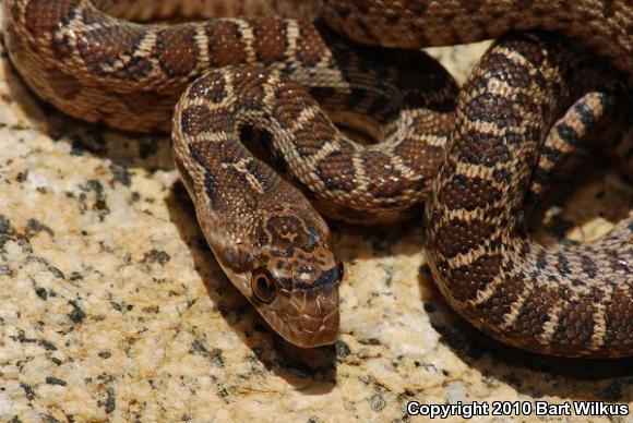 Pacific Gopher Snake (Pituophis catenifer catenifer)