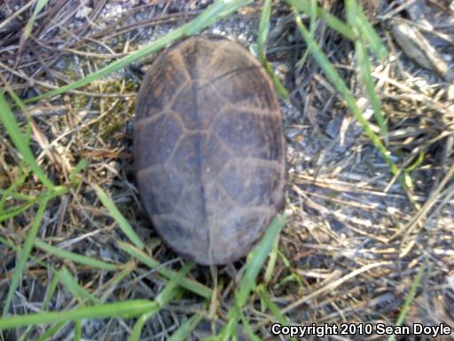 Eastern Mud Turtle (Kinosternon subrubrum subrubrum)