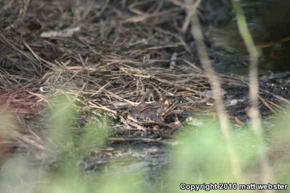 Southern Leopard Frog (Lithobates sphenocephalus utricularius)