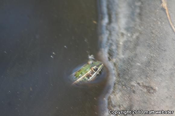 Southern Leopard Frog (Lithobates sphenocephalus utricularius)