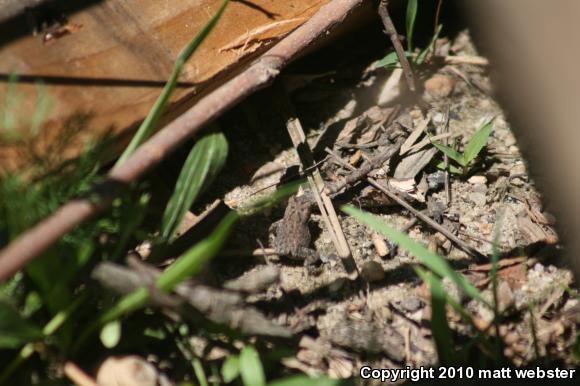 Fowler's Toad (Anaxyrus fowleri)