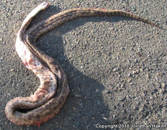 Pacific Gopher Snake (Pituophis catenifer catenifer)