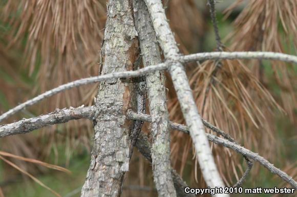 Eastern Fence Lizard (Sceloporus undulatus)