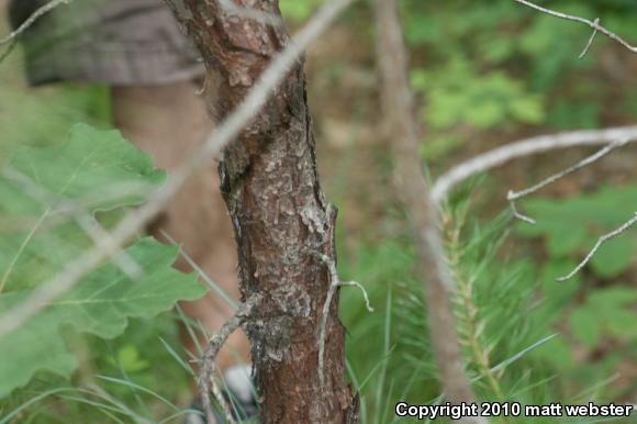 Eastern Fence Lizard (Sceloporus undulatus)