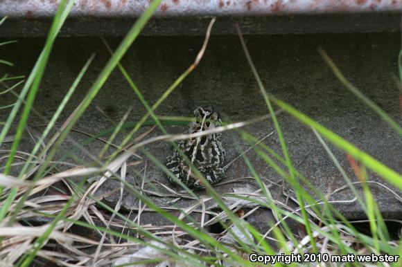 Fowler's Toad (Anaxyrus fowleri)