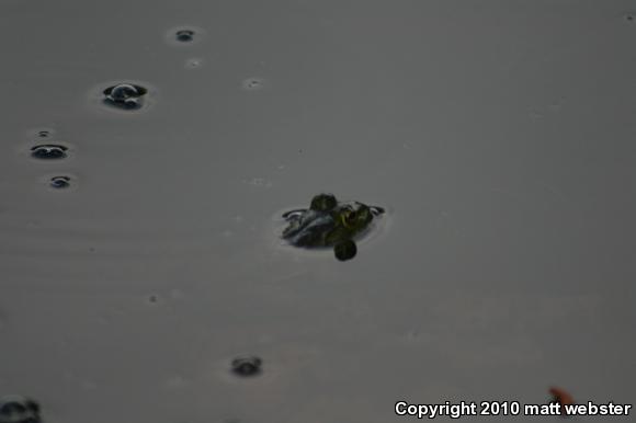 American Bullfrog (Lithobates catesbeianus)