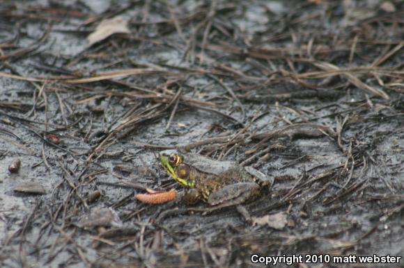 Northern Green Frog (Lithobates clamitans melanota)