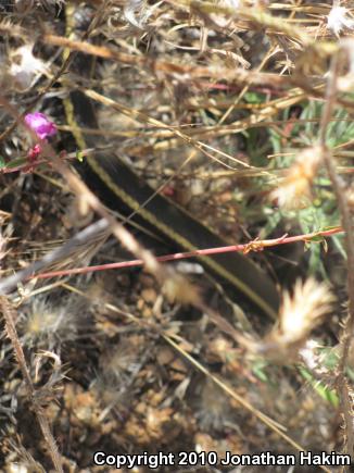 Alameda Striped Racer (Coluber lateralis euryxanthus)