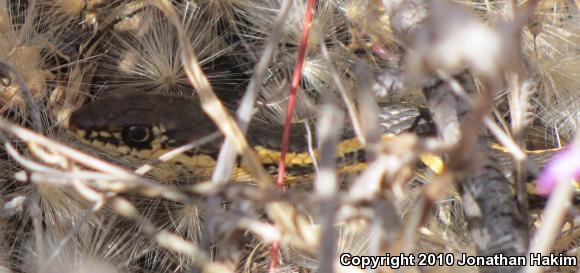 Alameda Striped Racer (Coluber lateralis euryxanthus)