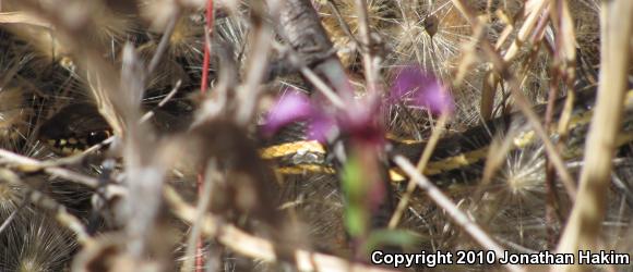 Alameda Striped Racer (Coluber lateralis euryxanthus)